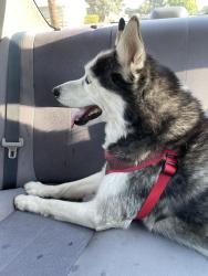 Found/Stray Unknown Dog last seen Mississippi and Moline, Aurora, CO 80012