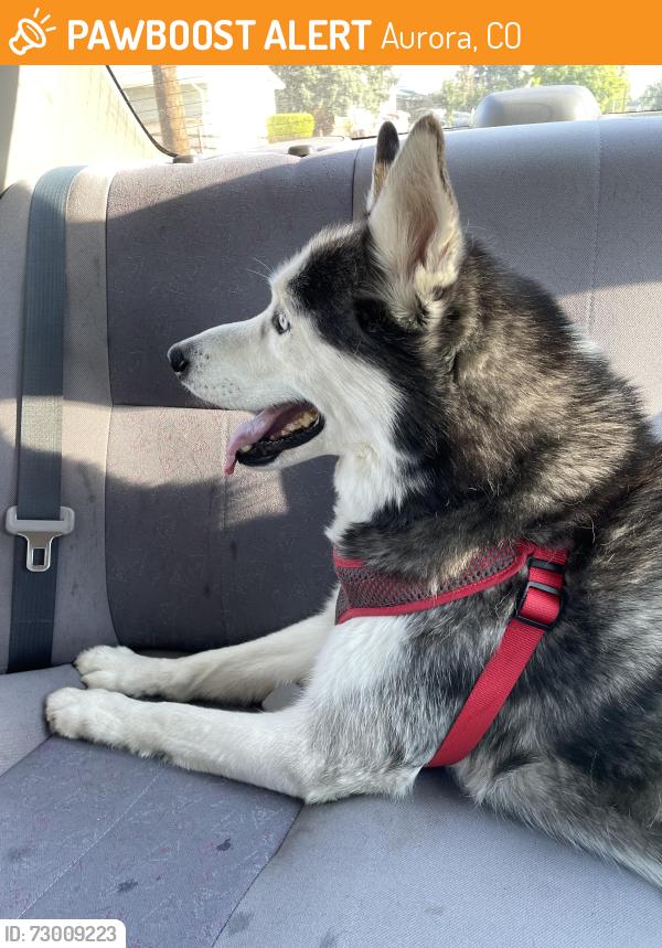 Found/Stray Unknown Dog last seen Mississippi and Moline, Aurora, CO 80012