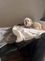 Reunited Male Dog last seen Owen st , Fontana, CA 92335