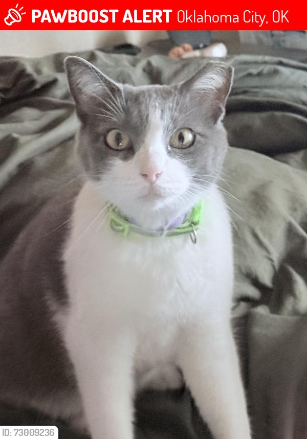 Lost Female Cat last seen Westmoore high school, Oklahoma City, OK 73170