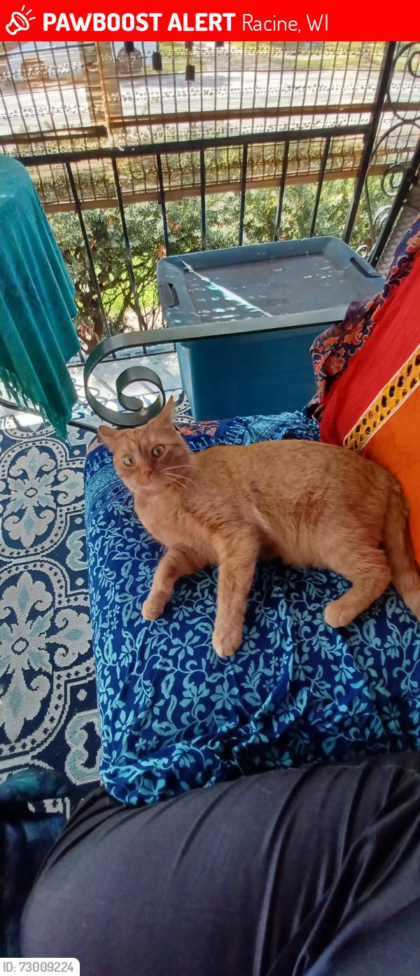 Lost Female Cat last seen Goold St and Walton St, Racine, WI 53402