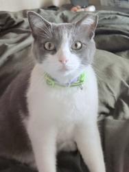 Lost Female Cat last seen Westmoore high school, Oklahoma City, OK 73170