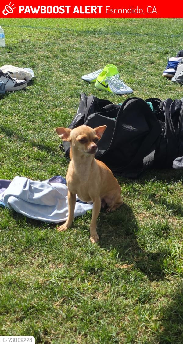 Lost Female Dog last seen East Valley Parkway, Escondido, CA 92027