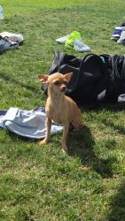 Lost Female Dog last seen East Valley Parkway, Escondido, CA 92027