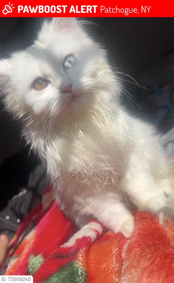 Lost Female Cat last seen Near maple ave patchogue , Patchogue, NY 11772