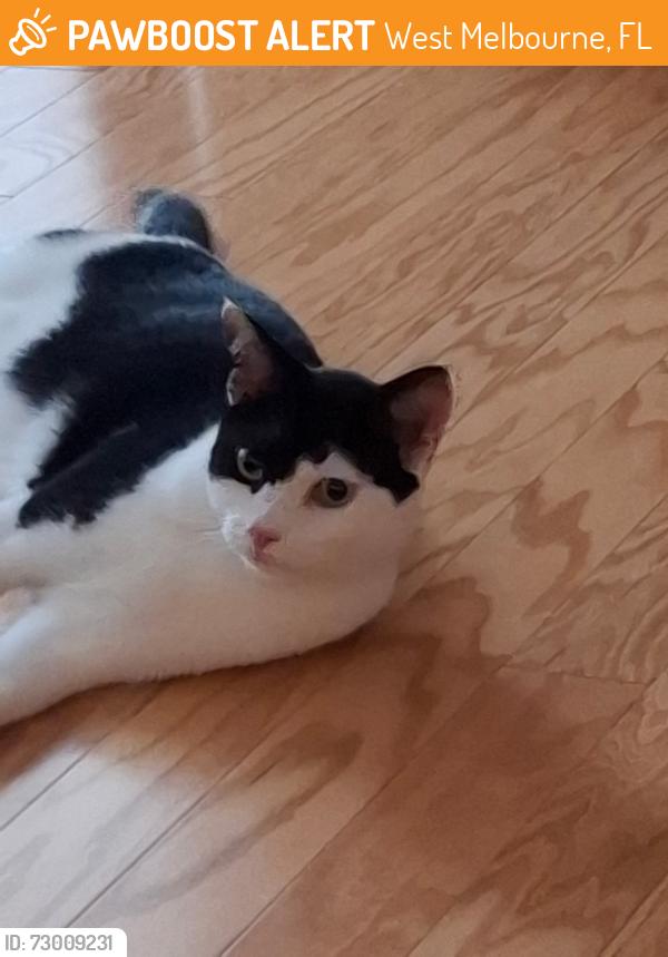 Found/Stray Female Cat last seen Brookshire Cic West Melbourne, West Melbourne, FL 32904