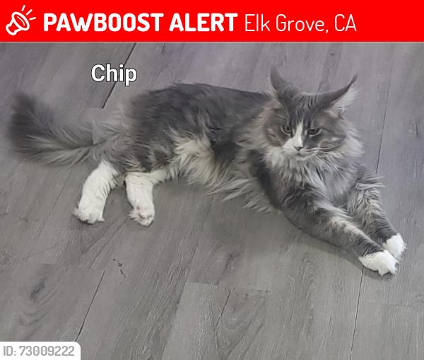 Lost Male Cat last seen Four Seasons and Elk Grove Florin , Elk Grove, CA 95624