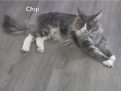 Lost Male Cat last seen Four Seasons and Elk Grove Florin , Elk Grove, CA 95624