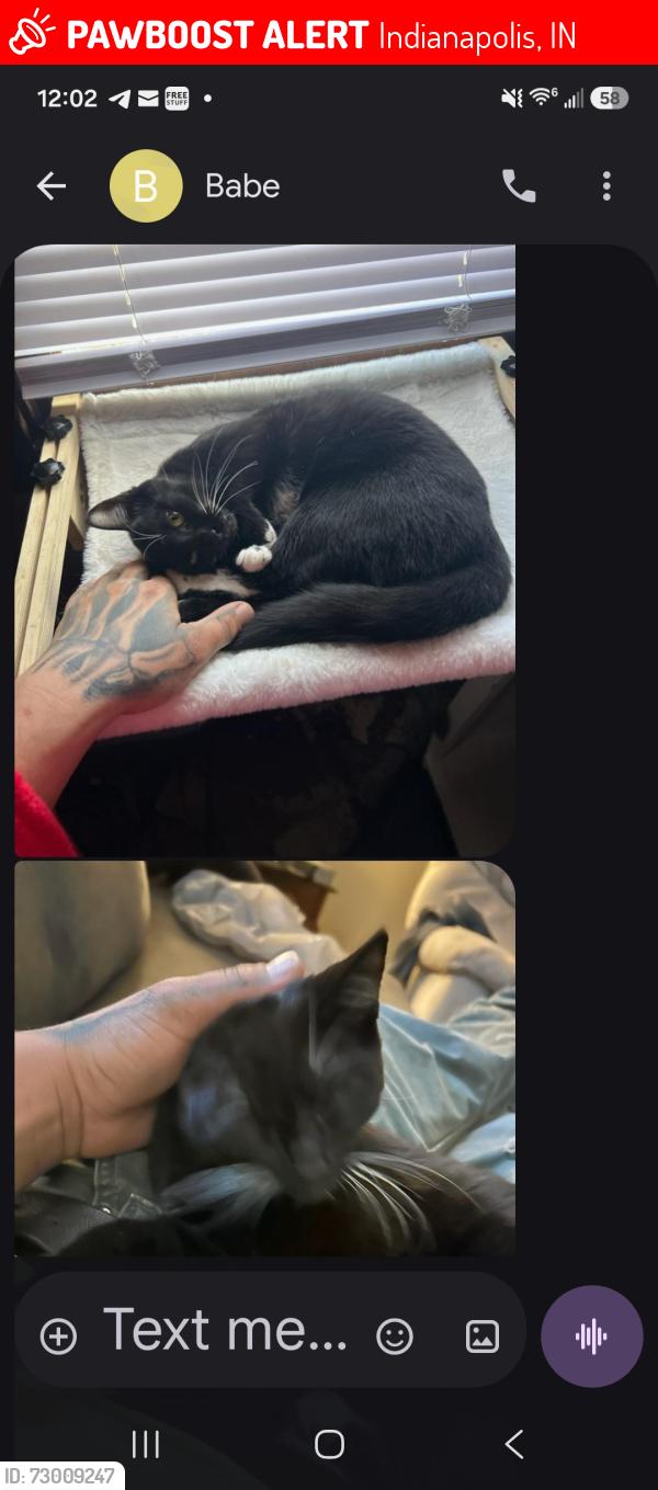 Lost Female Cat last seen Drexel prospect, Indianapolis, IN 46203