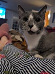 Lost Male Cat last seen Shumpet Road  and Lynn , West Columbia, SC 29172