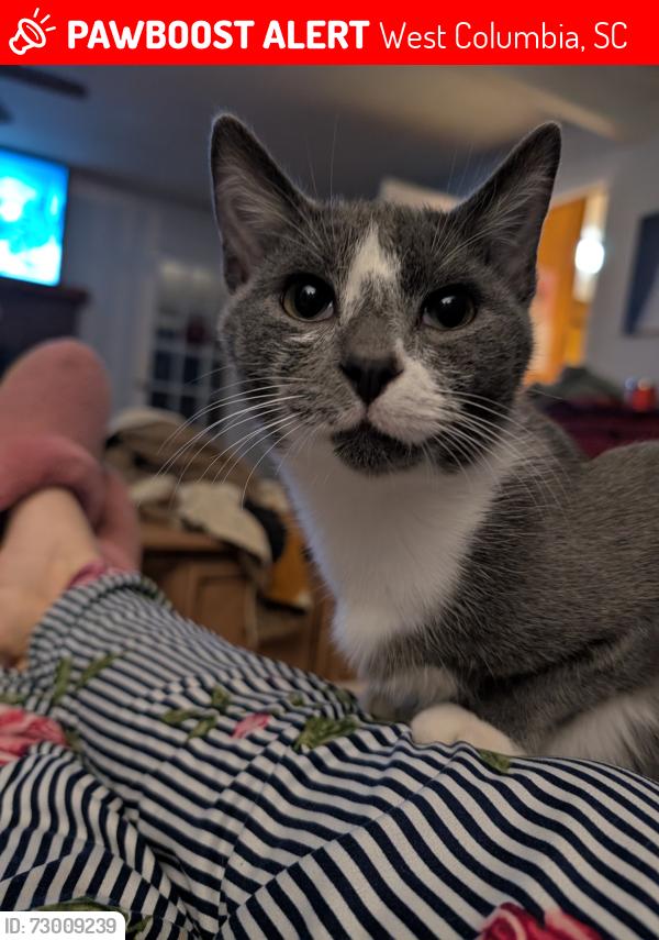 Lost Male Cat last seen Shumpet Road  and Lynn , West Columbia, SC 29172
