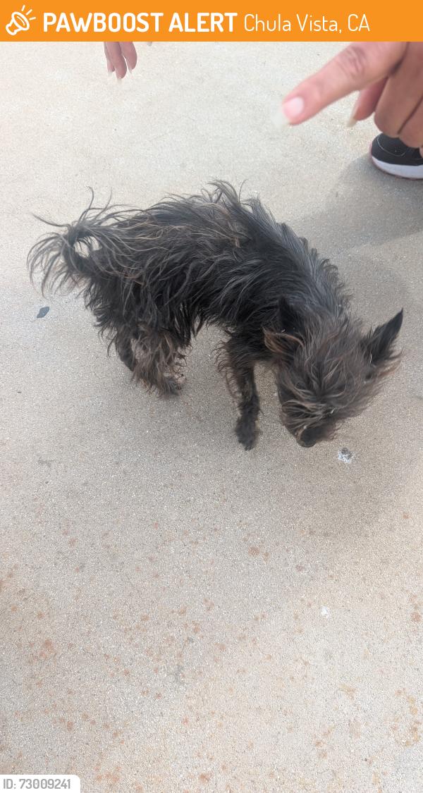 Found/Stray Female Dog last seen 5th Street , Chula Vista, CA 91910