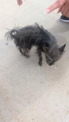 Found/Stray Female Dog last seen 5th Street , Chula Vista, CA 91910