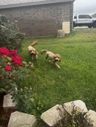 Found/Stray Unknown Dog last seen Evans and Eidenberg street, Odessa, TX 79765