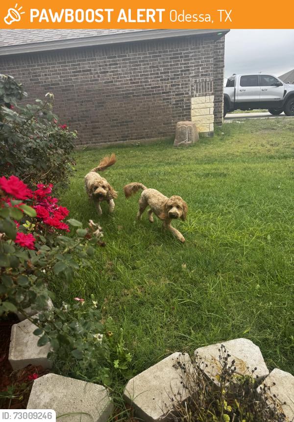 Found/Stray Unknown Dog last seen Evans and Eidenberg street, Odessa, TX 79765