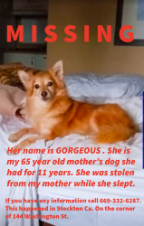 Lost Female Dog last seen Chinatown , Stockton, CA 95202