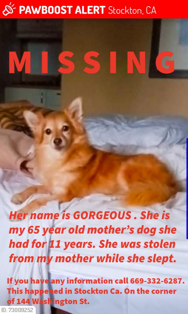 Lost Female Dog last seen Chinatown , Stockton, CA 95202