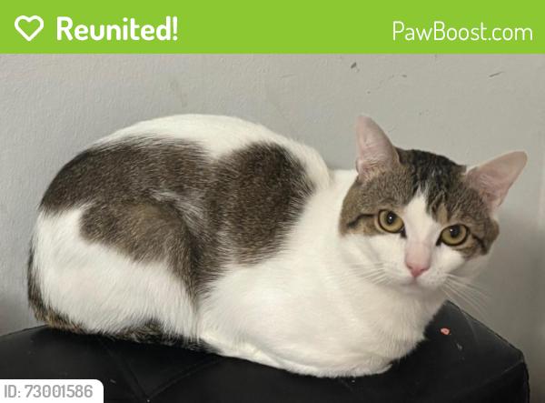 Reunited Male Cat last seen Yellowstone an Dartmouth street, Queens, NY 11374