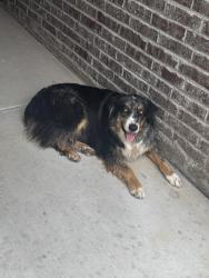 Found/Stray Unknown Dog last seen Evans and Eidenberg, Odessa, TX 79765