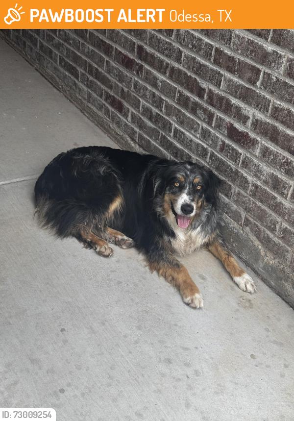 Found/Stray Unknown Dog last seen Evans and Eidenberg, Odessa, TX 79765