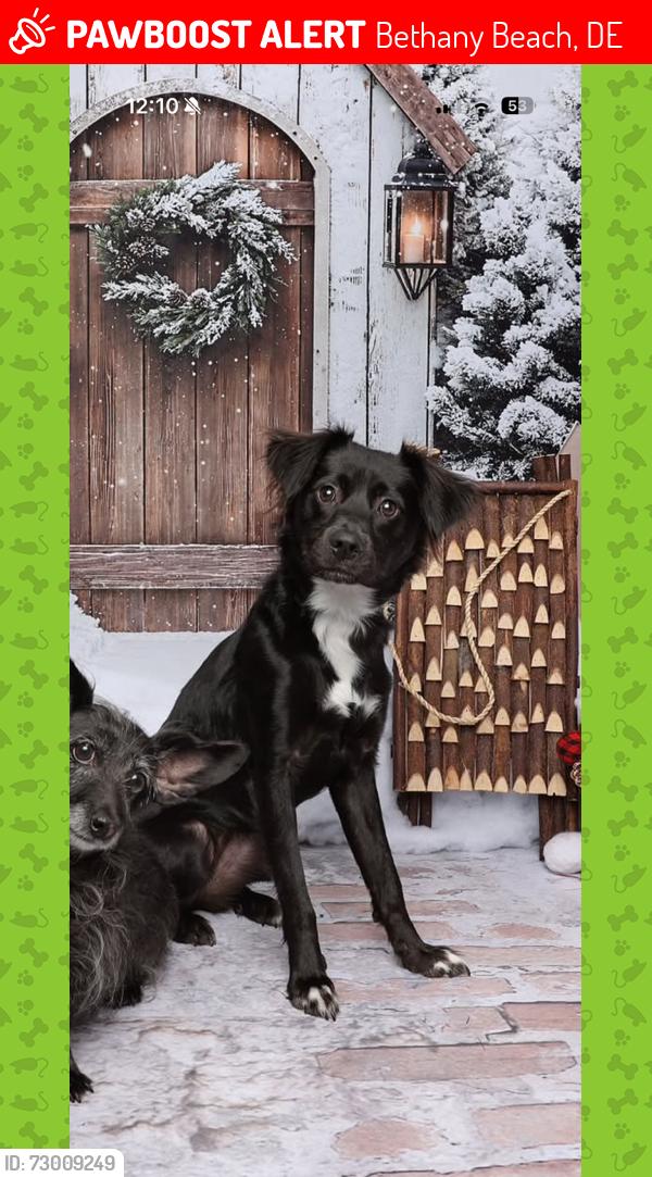 Lost Female Dog last seen Pinewood Dr and Pine Shore Blvd; Sea Colony Bethany Beach, Bethany Beach, DE 19930