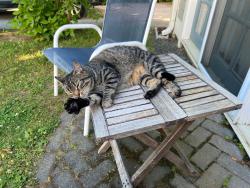 Found/Stray Unknown Cat last seen Brackett and Wallis, Rye, NH 03870