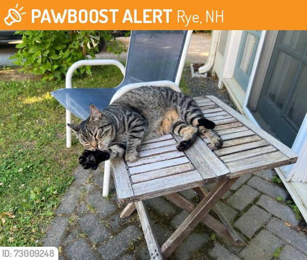 Found/Stray Unknown Cat last seen Brackett and Wallis, Rye, NH 03870