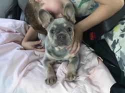 Reunited Male Dog last seen Dawn Dr, Riverside, CA 92505, USA, Riverside, CA 92505