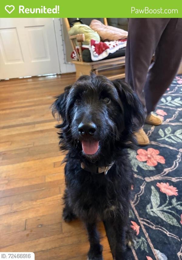 Reunited Female Dog last seen Hughes academy school, Greenville, SC 29605