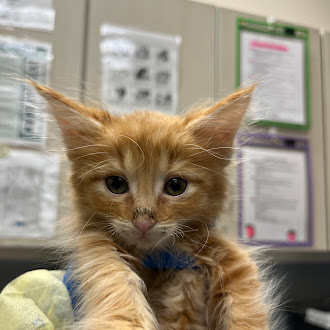 Shelter Stray Male Cat last seen , 655 N Mojave Rd, Las Vegas, NV 89101, USA