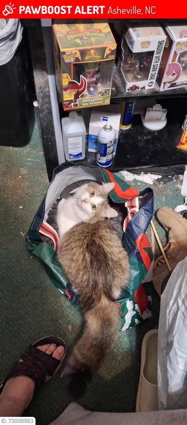 Lost Female Cat last seen School road, Davidson road, Asheville, NC 28803