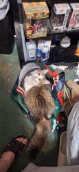 Lost Female Cat last seen School road, Davidson road, Asheville, NC 28803