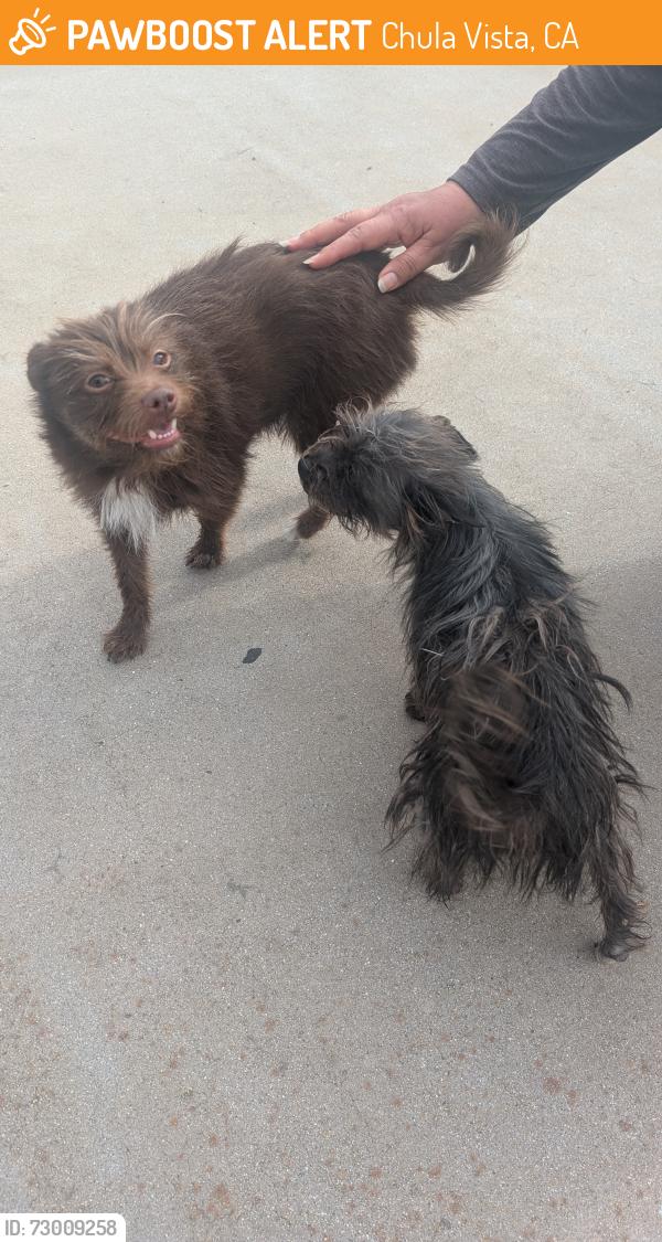 Found/Stray Female Dog last seen 5th Street , Chula Vista, CA 91910