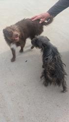 Found/Stray Female Dog last seen 5th Street , Chula Vista, CA 91910