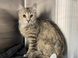 Shelter Stray Unknown Cat last seen Near BLOCK RACCOON LN, PUEBLO CO 81005, 4600 Eagleridge Pl, Pueblo, CO 81008, USA
