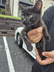 Shelter Stray Female Cat last seen Near BLOCK BABCOCK RD, 4710 TX-151, San Antonio, TX 78227, USA