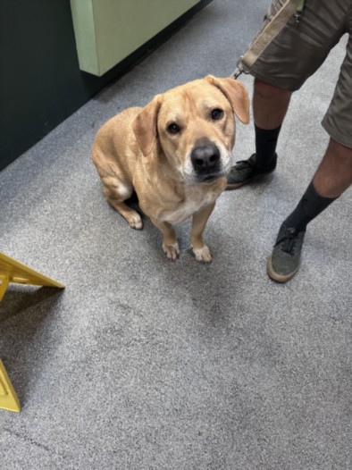 Shelter Stray Male Dog last seen , 3201 Lacy St, Los Angeles, CA 90031, USA