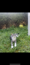 Lost Male Cat last seen Lowther Terrance, Holgate, England 