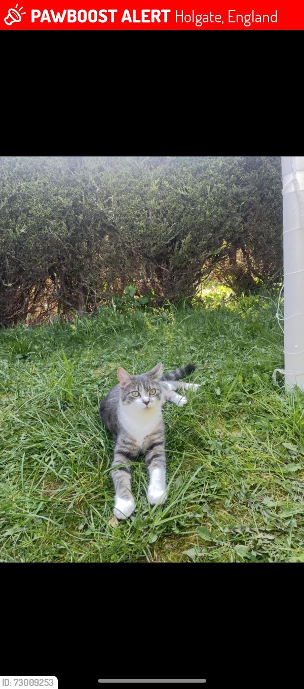 Lost Male Cat last seen Lowther Terrance, Holgate, England 