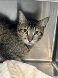Shelter Stray Female Cat last seen , 11361 W Pico Blvd, Los Angeles, CA 90064, USA