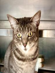 Shelter Stray Female Cat last seen , 11361 W Pico Blvd, Los Angeles, CA 90064, USA