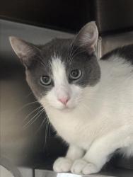 Shelter Stray Male Cat last seen , 11361 W Pico Blvd, Los Angeles, CA 90064, USA