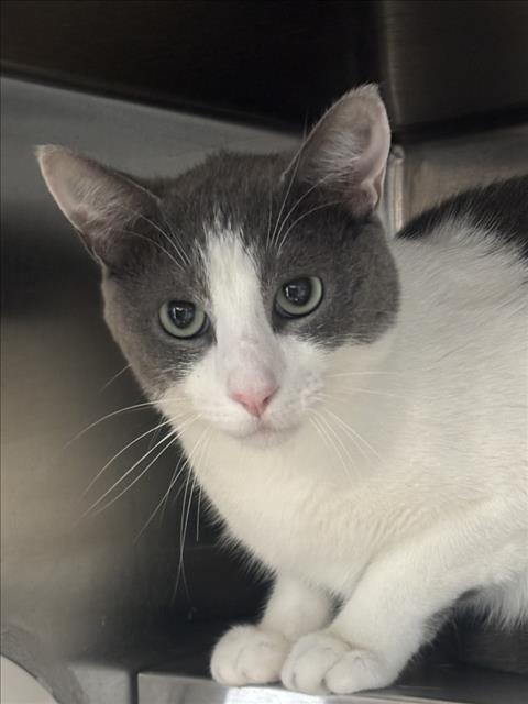 Shelter Stray Male Cat last seen , 11361 W Pico Blvd, Los Angeles, CA 90064, USA
