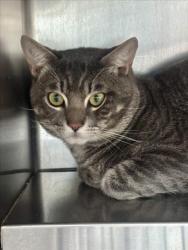Shelter Stray Male Cat last seen , 11361 W Pico Blvd, Los Angeles, CA 90064, USA