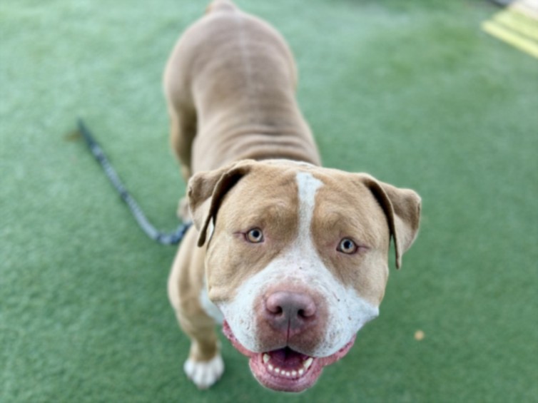 Shelter Stray Male Dog last seen , 11361 W Pico Blvd, Los Angeles, CA 90064, USA