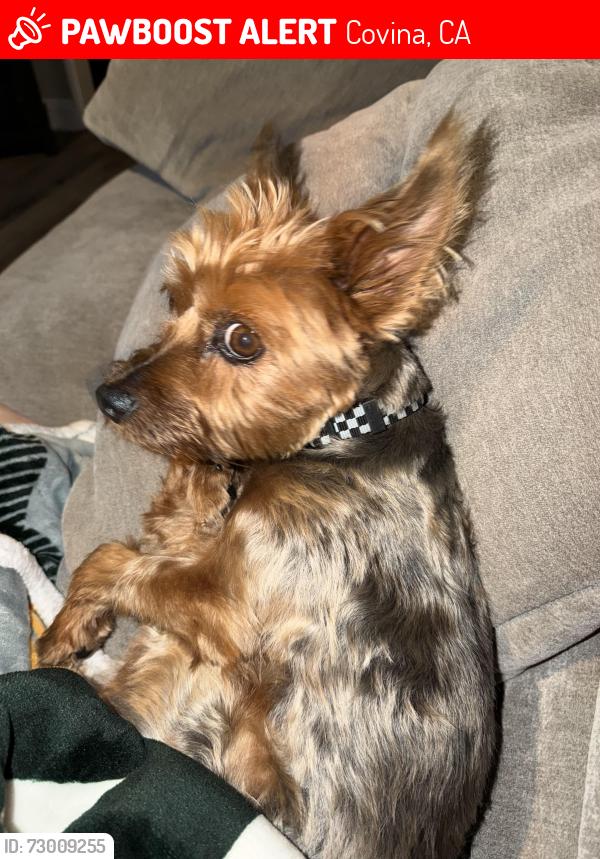 Lost Male Dog last seen Groverdale and Lark Ellen, Covina, CA 91722