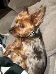 Lost Male Dog last seen Groverdale and Lark Ellen, Covina, CA 91722