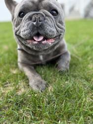 Reunited Male Dog last seen River st , Boston, MA 02126
