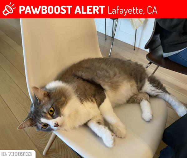 Lost Male Cat last seen Near O’Conner dr, Lafayette, CA 94549