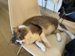 Lost Male Cat last seen Near O’Conner dr, Lafayette, CA 94549